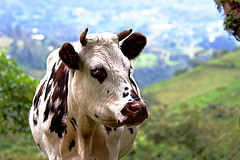 Image of cow illustrating article about how milk might not be healthy